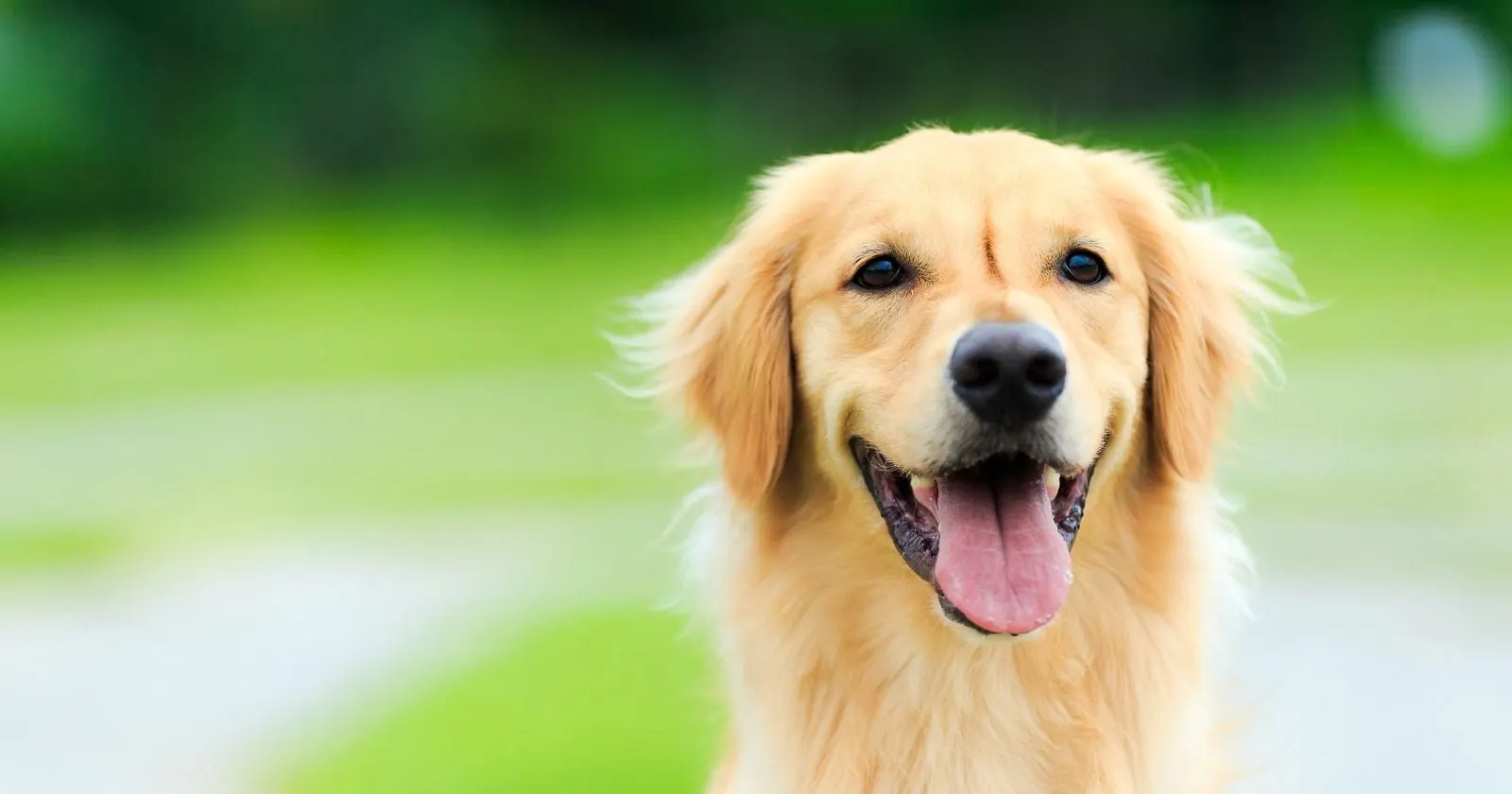 Hafta sonları köpeğinizi gezdirebilir ve bakımında yardımcı olabilirim